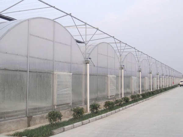 连栋温室 (4)