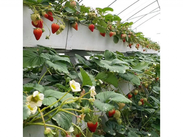 草莓基质种植槽