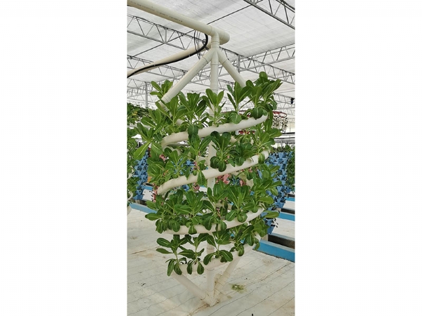 无土栽培大螺旋种植