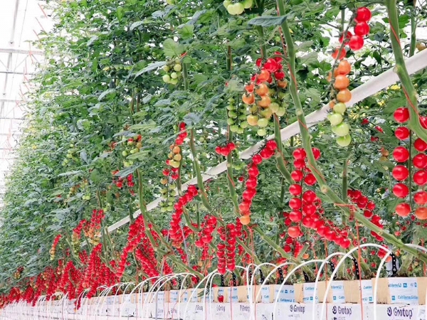 荷兰模式种植番茄