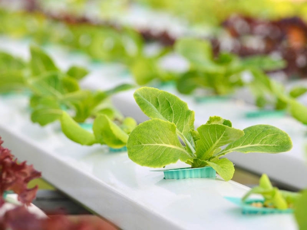 水培 无土栽培工程