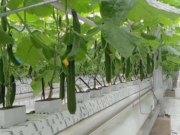 椰糠条种植黄瓜