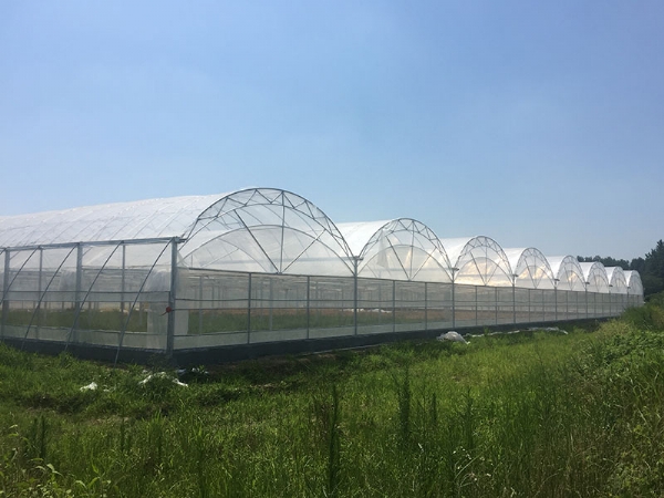 连栋温室大棚
